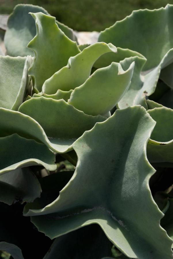 Casa Ulivo Agave Favignana At My Place Exteriér fotografie